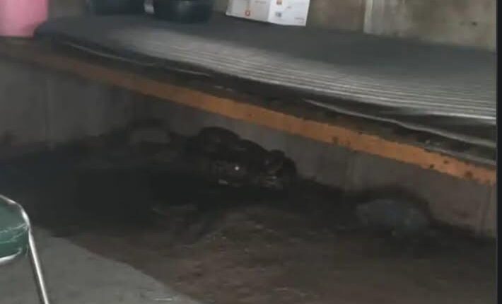 An 8-foot python entered a traffic police booth and was rescued by the forest department.