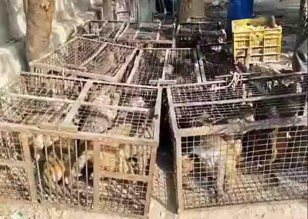 Corporation's 'soft' action: 40 unruly monkeys were caught, fed jaggery and gram and released into a distant forest.