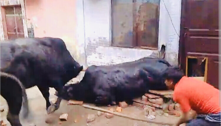 Running a dairy in a residential area will result in jail: Survey and sealing orders within 7 days, new guidelines issued