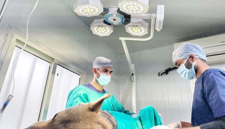 Over 7,000 dogs sterilized and given anti-rabies vaccination in two years