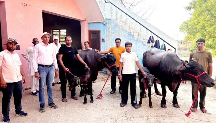 Harsh Nagar's two Murrah buffaloes win milk competition; to receive a prize of ₹40,000.