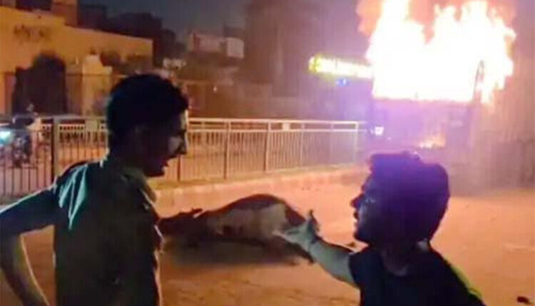 ट्रक ने दस गायों को कुचला, छह की हुई मौत, ड्राईवर हुआ गिरफ्तार